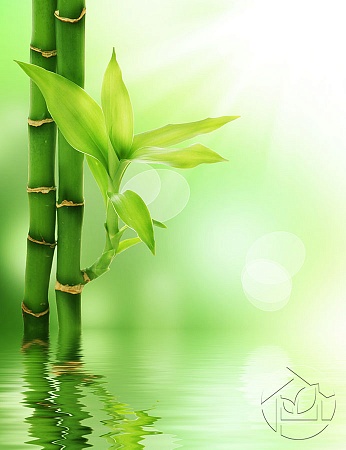 Листья бамбука над водой