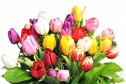 Радужный букет тюльпанов