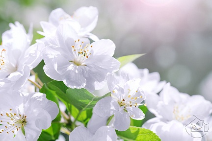 Белоснежные цветки яблони
